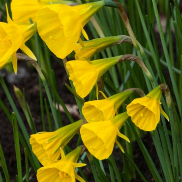 X 100 NARCISSUS GOLDEN BELLS 6/8