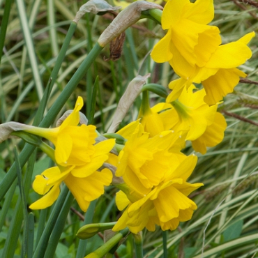 X 100 NARCISSUS QUAIL 12/14