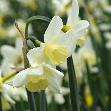 X 100 NARCISSUS SAILBOAT 12/14