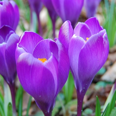 X 100 CROCUS REMEMBRANCE 8/9