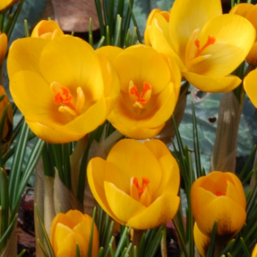 X 250 CROCUS SPECIE GOLDILOCKS 5/+