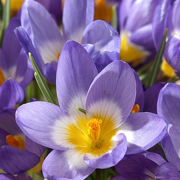 X 100 CROCUS SPECIE SIEBERI TRICOLOR 6/+