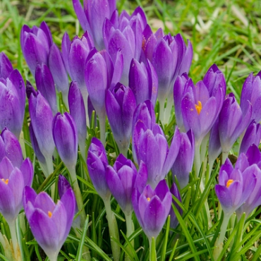 X 250 CROCUS SPECIE TOM. BARRS PURPLE 5/+