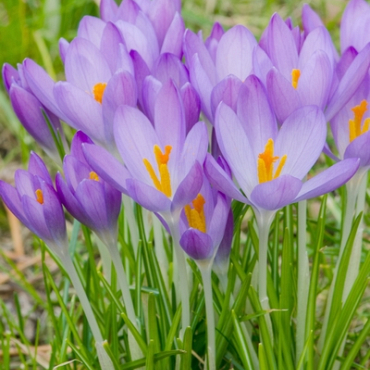 X 100 CROCUS SPECIE TOM. WHITEWELL PURPLE 5/+