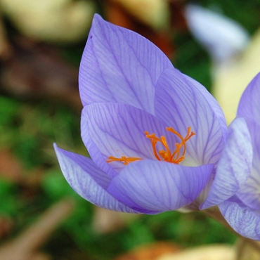 X 100 CROCUS SATIVUS 8/9