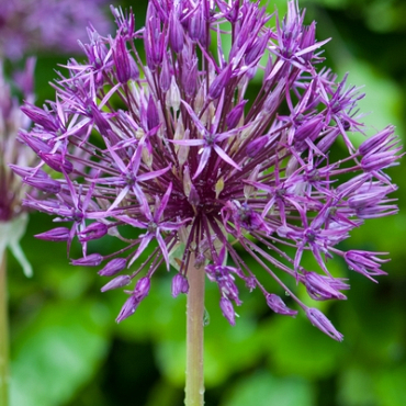 X 100 ALLIUM PURPLE RAIN 12/14