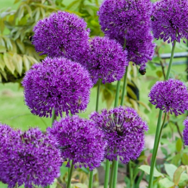 X 250 ALLIUM PURPLE SENSATION 12/14