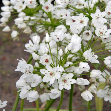 X 100 ALLIUM COWANII 5/+