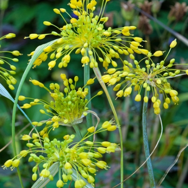 X 100 ALLIUM FLAVUM I