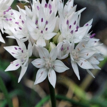 X 100 ALLIUM GRACEFUL BEAUTY 6/+