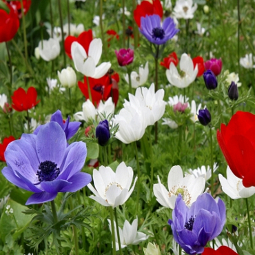 X 100 ANEMONE CORONARIA DE CAEN GEMENGD 5/6