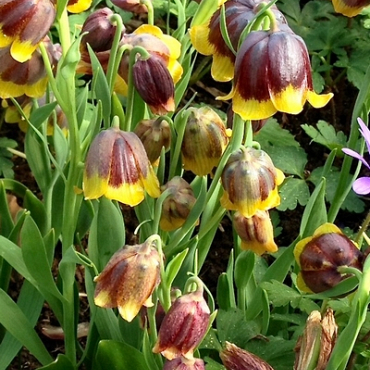 X 100 FRITILLARIA SPECIES MICHAILOVSKYI 5/+