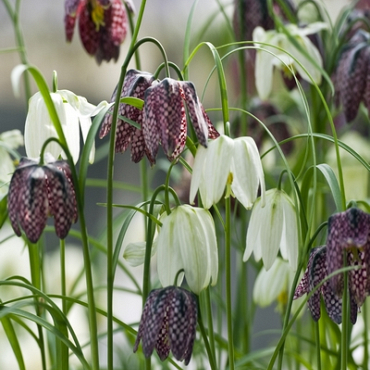 X 100 FRITILLARIA MELEAGRIS MIX 6/7