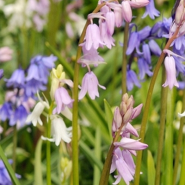 X 100 HYACINTHOIDES HISPANICA GEMENGD 8/10