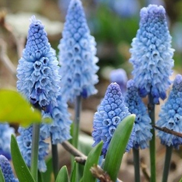 X 100 MUSCARI AZUREUM 6/+