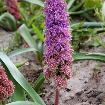 X 100 MUSCARI COMOSUM PLUMOSUM 8/9
