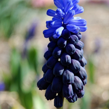 X 100 MUSCARI LATIFOLIUM 6/+