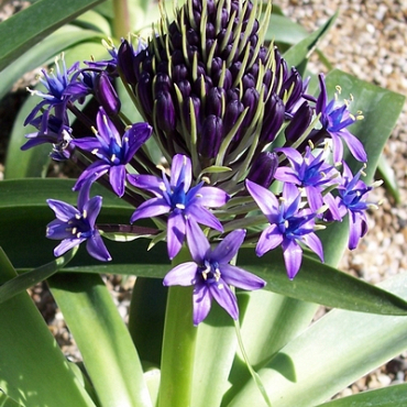 X   10 SCILLA PERUVIANA 18/20