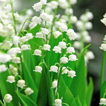 X 25 CONVALLARIA MAJALIS plg.