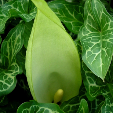 X   25 ARUM MACULATUM I