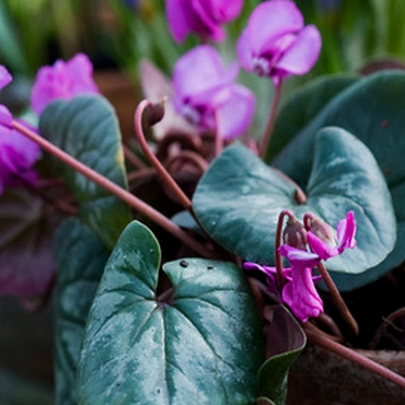 X   25 CYCLAMEN COUM HYBRIDEN 10/13