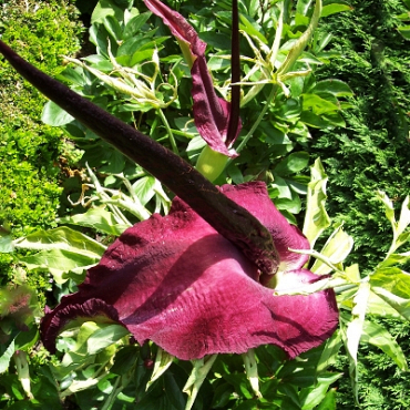 X   25 DRACUNCULUS VULGARIS 15/20