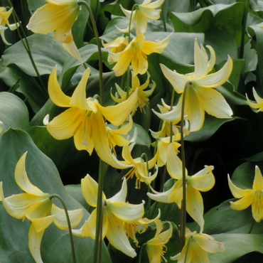 X   50 ERYTHRONIUM PAGODA I