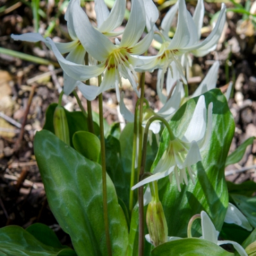 X   50 ERYTHRONIUM REVOLUTUM WHITE BEAUTY I