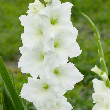 X 100 GLADIOLUS WHITE PROSPERITY 12/14