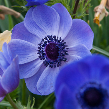 X 100 ANEMONE CORONARIA MR. FOKKER 5/6