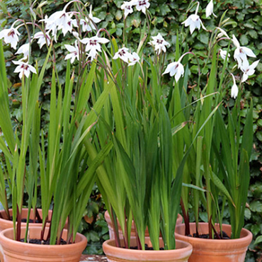 X 100 GLADIOLUS CALLIANTHUS 8/10