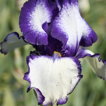 X 25 IRIS GERMANICA LOOP THE LOOP I