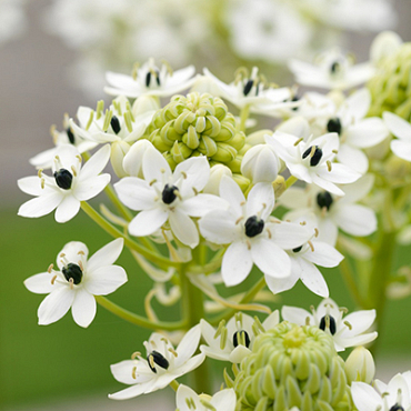 X 25 ORNITHOGALUM SAUNDERSIAE 18/+