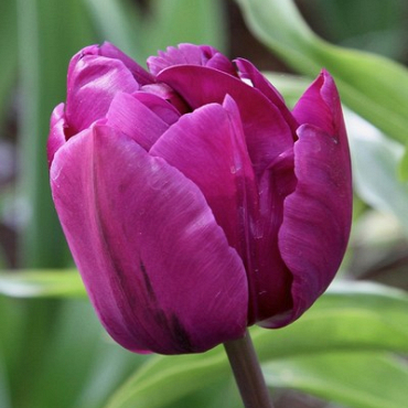 X 100 TULIPA NEGRITA DOUBLE 11/12