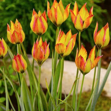 X 100 TULIPA ORPHANIDEA FLAVA 6/+