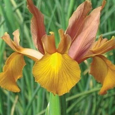 X 100 IRIS HOLLANDICA AUTUMN PRINCESS 7/8