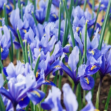 X 100 IRIS RETICULATA ALIDA 5/6