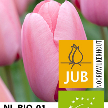 X 100 BIO TULIPA PINK IMPRESSION 11/12