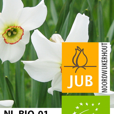 X 100 BIO NARCISSUS RECURVUS 10/12