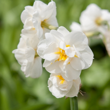 X 100 NARCISSUS BRIDAL CROWN 12/14