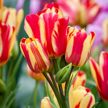 X 100 TULIPA WONDER CLUB 12/+