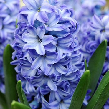 X   50 HYACINTHUS AQUA 15/16