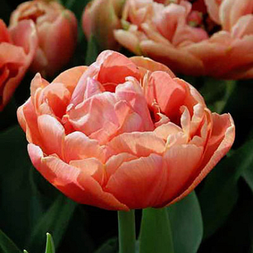 X 100 TULIPA COPPER IMAGE® 11/12