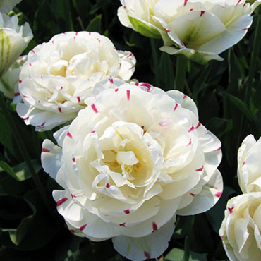 X 100 TULIPA DANCELINE 11/12