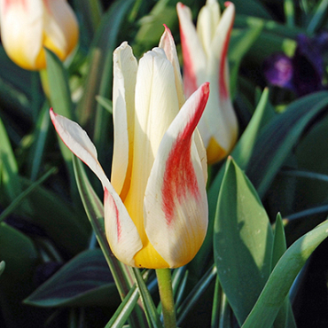 X 100 TULIPA JOHANN STRAUSS 11/12