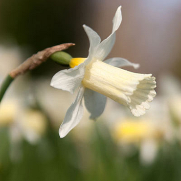 X 100 NARCISSUS ELKA 8/+