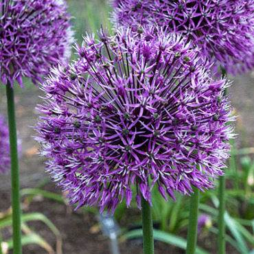 X   25 ALLIUM EARLY EMPEROR  14/+