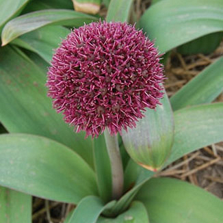 X   25 ALLIUM OSTARA 12/+