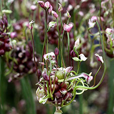 X 100 ALLIUM SCORODOPRASUM ART  5/+