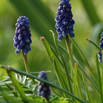 X 100 MUSCARI ARMENIACUM NIGHT EYES 7/8